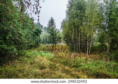 Autumn 2014. Morning. Russia. The suburbs of Moscow. The edge of the forest in the misty autumn morning.