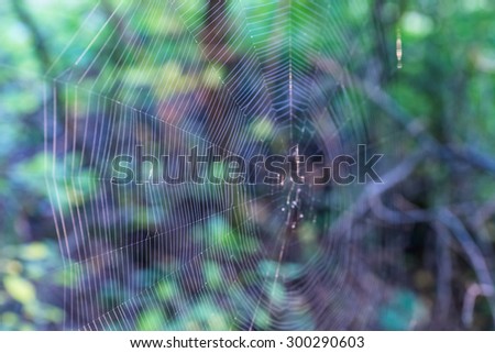 Autumn 2014. Russia. The suburbs of Moscow. The Cobweb of the forest spider.