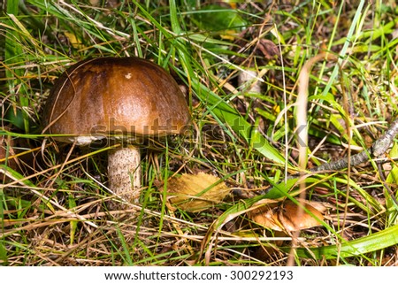 Autumn 2014. Morning. Russia. The suburbs of Moscow. Morning in the forest. The Mushrooms in the grass. Boletus (Leccinum).