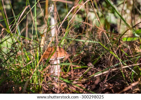 Autumn 2014. Morning. Russia. The suburbs of Moscow. Morning in the forest. Porcini in the grass. Boletus edulis (English: cep, penny bun, porcino, or king bolete, usually called porcini)