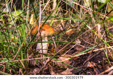Autumn 2014. Morning. Russia. The suburbs of Moscow. Morning in the forest. Porcini in the grass. Boletus edulis (English: cep, penny bun, porcino, or king bolete, usually called porcini)