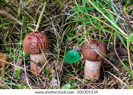 Autumn 2014. Morning. Russia. The suburbs of Moscow. Morning in the forest. Two red-capped scaber stalk (Leccinum aurantiacum) in the grass.