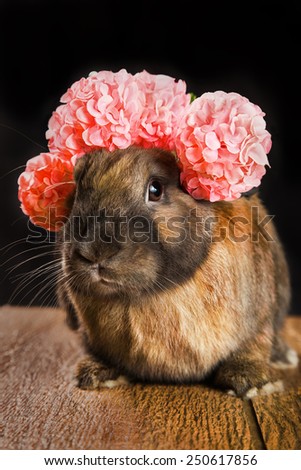 Rabbit red brown color with flowers on his head, sitting on a textured brown wooden floor with a black background