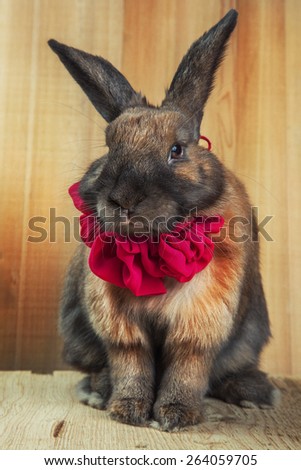 Rabbit dressed up on a wooden background