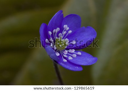 Close up of a blue anemone. This flower is blooming in springtime and will be found southern and Central Scandinavia and in southern Finland. Often in wood land.