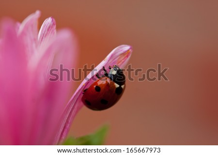 A climbing lady bug