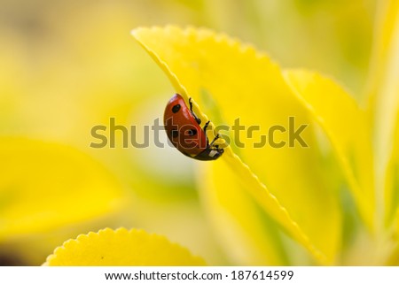 A lady bug on yellow leaves