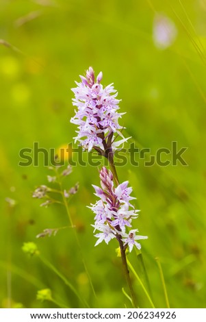 Wild orchids, flowering in a protected area on the Swedish island, Oland.