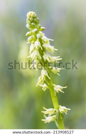 Greater Butterfly-orchid. A wild orchid, here growing on protected area on the Swedish island, Oland.