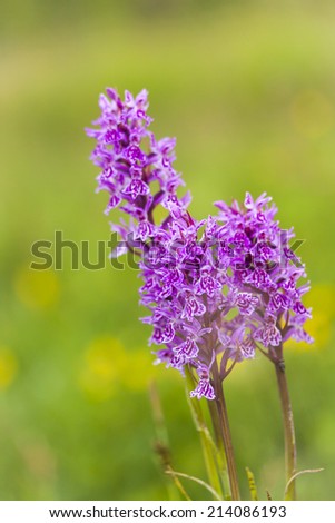 The heath spotted orchid or moorland spotted orchid are the most common wild orchids in Scandinavia and also common in the rest of Europe. This from protected area on the Swedish island, Oland