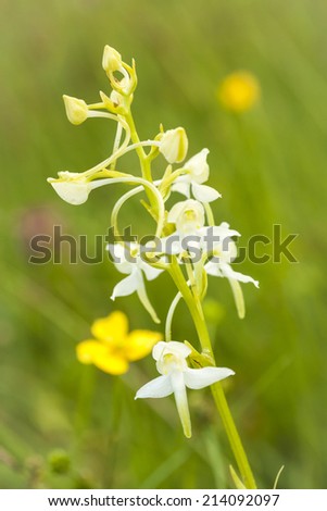 The Lesser Butterfly orchid. Here growing on a meadow on the Swedish Island, Oland.