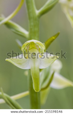 Close up of the Lesser Butterfly orchid. Here growing on a meadow on the Swedish Island, Oland. Protected area.