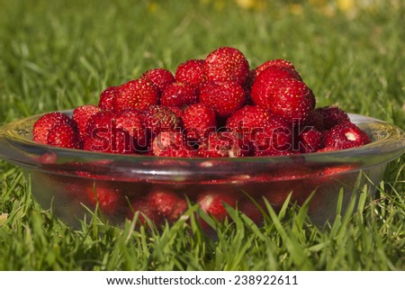 A bowl with wild strawberries on the lawn. A symbol for summer.