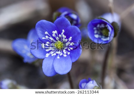 Blue anemone or Hepatica is a early sign of spring n Scandinavia