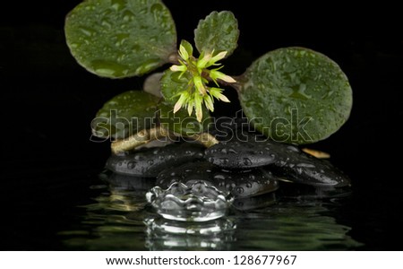 the flower on the rocks with drops of water on a black background