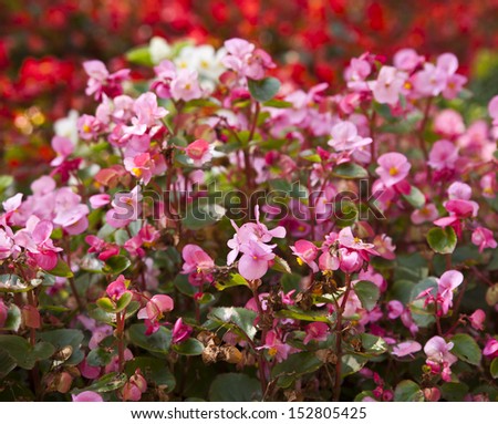 pink flowers as background