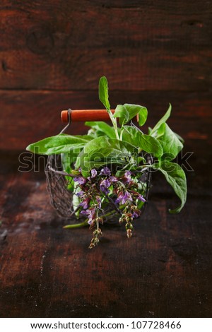 Bunch of freshly picked sage in wire basket on a rustic wooden table top