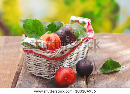Freshly picked red and purple damson plums in a wicker basket on an old wooden tables outdoors