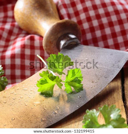 Close up of a modern herb cutter (wiegemes) with wooden handles and a sprig of parsley on the blade.