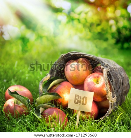Healthy farm fresh apples graded and labeled Bio produced without chemicals in a wicker basket in a lush orchard with rays of summer sunlight