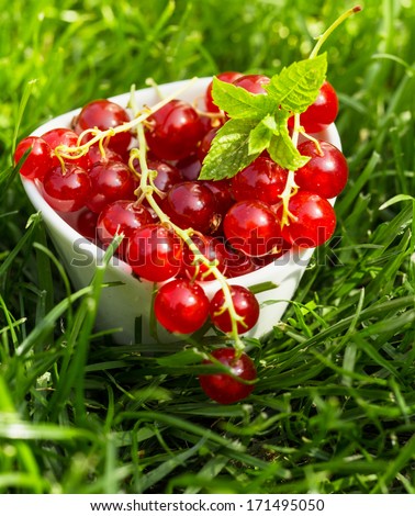 Bunch of juicy fresh redcurrants grown in the garden in a small ceramic container standing on lush green grass for a healthy snack rich in antioxidants