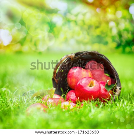 Freshly harvested juicy red apples in a wicker basker tipped on its side on lush green grass in a summer garden