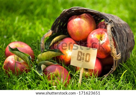 Farm fresh delicious juicy Bio apples on display at market in an overturned wicker basket on lush green grass with a Bio label alongside, close-up view