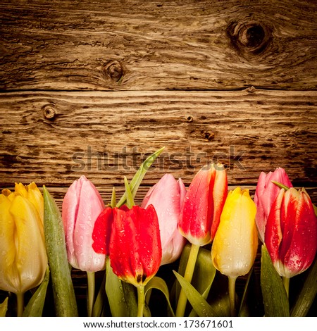 Pretty Tulip Border In Colourful Red, Yellow And Pink On A Vintage Textured Wood In Square Format With Copyspace