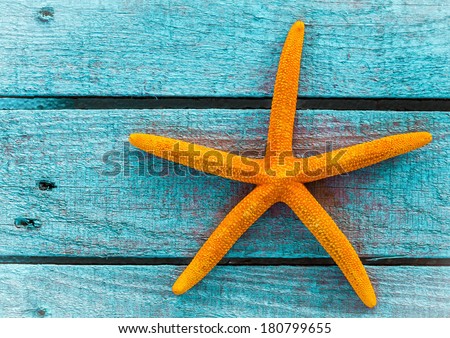 Orange starfish or sea star on painted rustic blue wooden boards with copyspace a nautical souvenir of a summer holiday on the beach