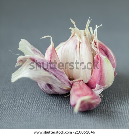 Fresh garlic bulb broken open to display the individual cloves for use as a pungent aromatic cooking ingredient on a grey cloth background