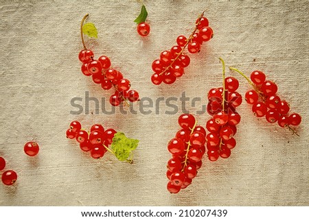 Plenty Fresh Ripe Red Berries on Branch, Isolated Vintage Cloth.