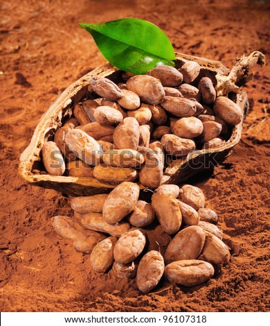 Cocoa Beans with a fresh green leaf on a powdered cocoa background