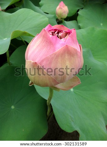 Lotus will bloom symbols of Buddhism.