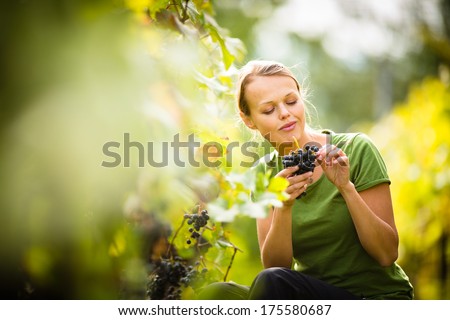 Woman picking grape during wine harvest