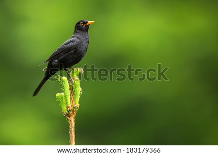 Blackbird - Male Common Blackbird (Turdus merula)
