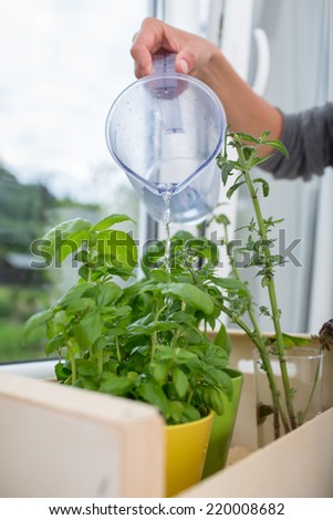 Watering the kitchen herbs - Young woman pouring fresh water into pots with fresh herbs on her appartment\'s kitchen window