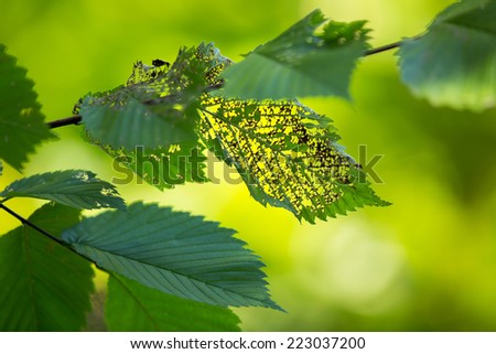 Green leaves eaten by insect, with smooth lush green background