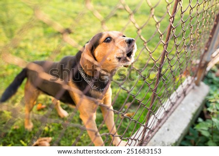 Cute guard dog behind fence, barking, checking you out