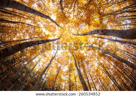 autumn forest treetops (intentionally distorted image; shot with a fisheye lens)