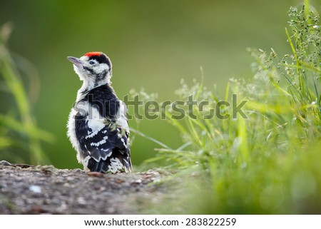 Young Great Spotted Woodpecker on the ground right after leaving the nest, looking around, pondering the question of flying