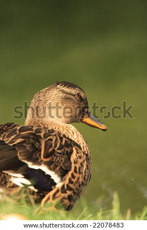 Mallard duck female by a pond.