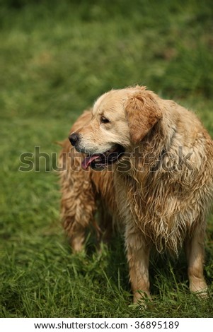 Lovely golden retriever right after a bath standing on green grass in a park