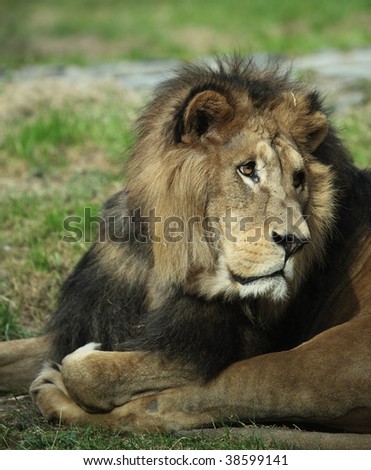Sad majestic lion