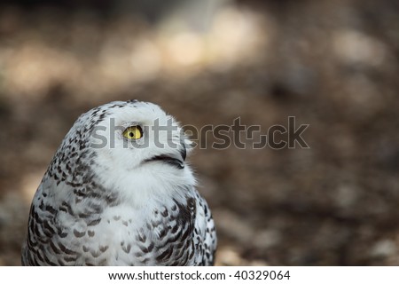 Close-up profile portrait of Snowy owl (Bubo scandiacus) smiling
