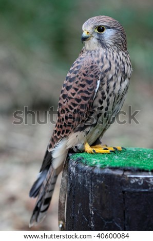 Common Kestrel - Falco tinnunculus - close-up view of this beautiful bird