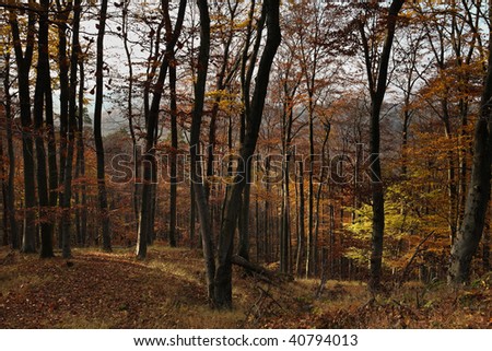 Autumn/Fall forest - works great a natural background for misc. applications