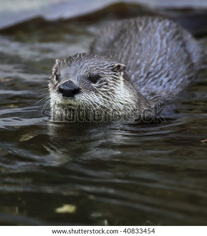 Otter - cute and cunning european mammal