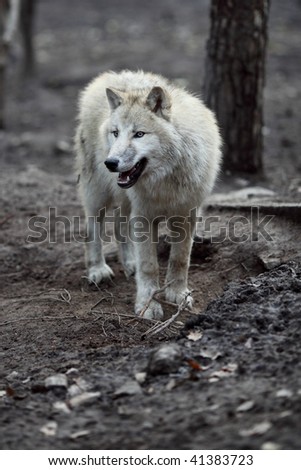 wolf desktop wallpaper. White wolf desktop wallpaper