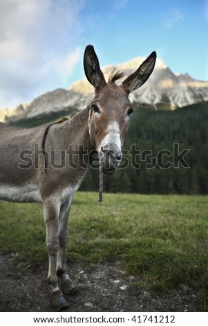 cute & funny donkey  standing outdoors on a farmland and staring at you