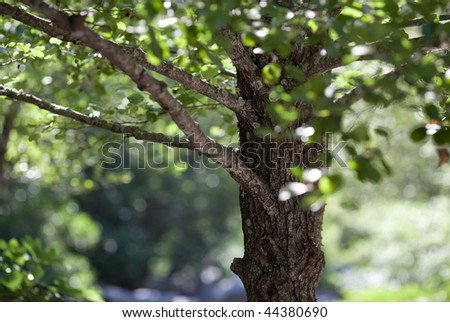 nature woodland background - alder tree on a lovely summer day